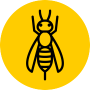 Illustration of a fly.