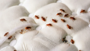 Bed Bug Bites Treatment & Prevention Tips
