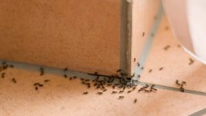 Pests active during hot weather in Malaysia