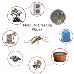 mosquito breeding